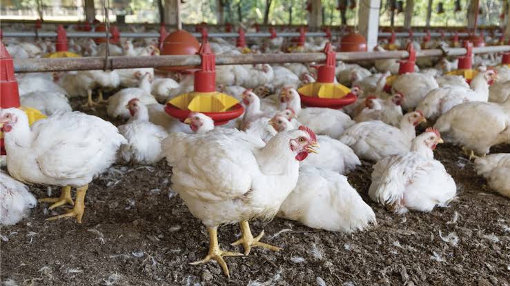 Avicultores: pese al bajo precio del pollo, en Santa Cruz hay menos demanda