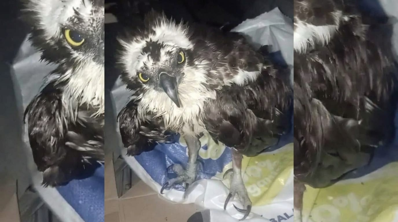 Rescatan en Yapacaní a un águila pescadora que llegó desde Estados Unidos