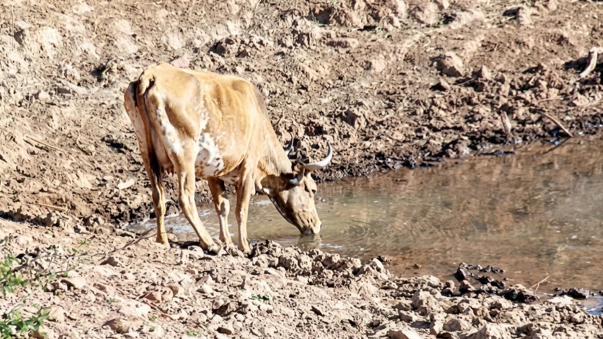 Sequía golpea a Pasorapa: cerca de 2 mil cabezas de ganado murieron y otras 35 mil están en riesgo