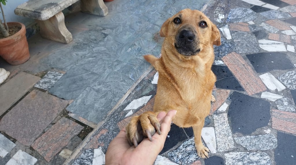 Cochabamba prepara nueva ley municipal ante nuevos casos de maltrato y biocidio