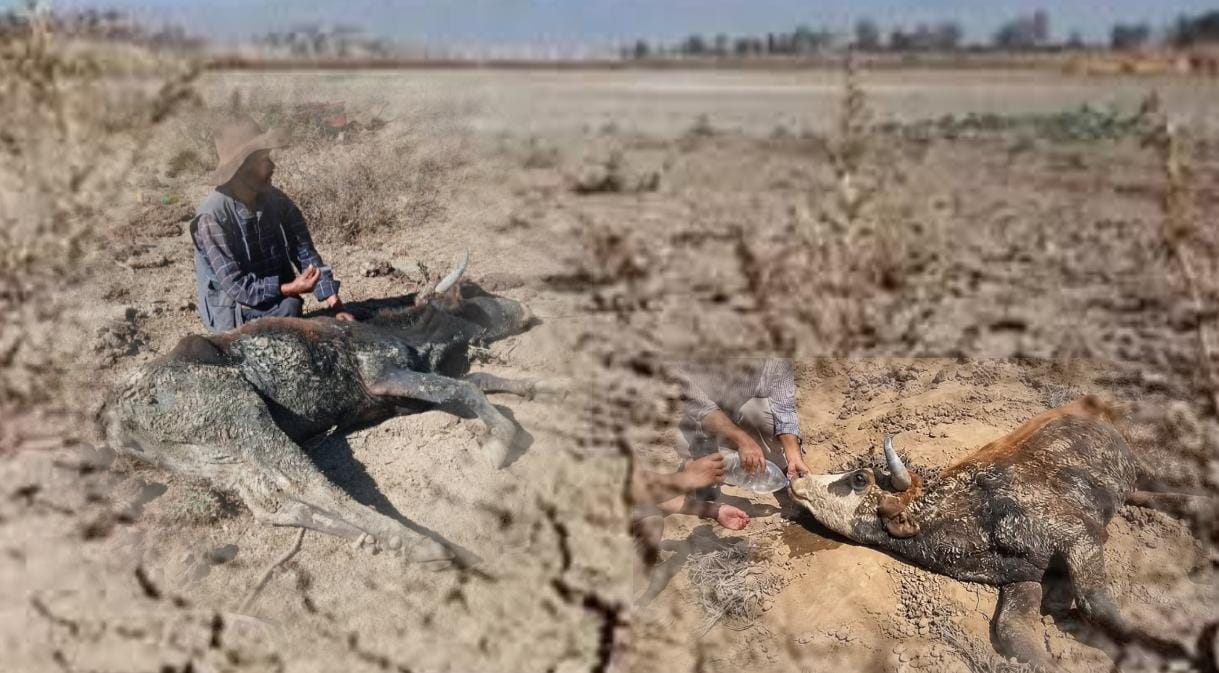Pasorapa declara emergencia por sequía con miles de muertes de ganado