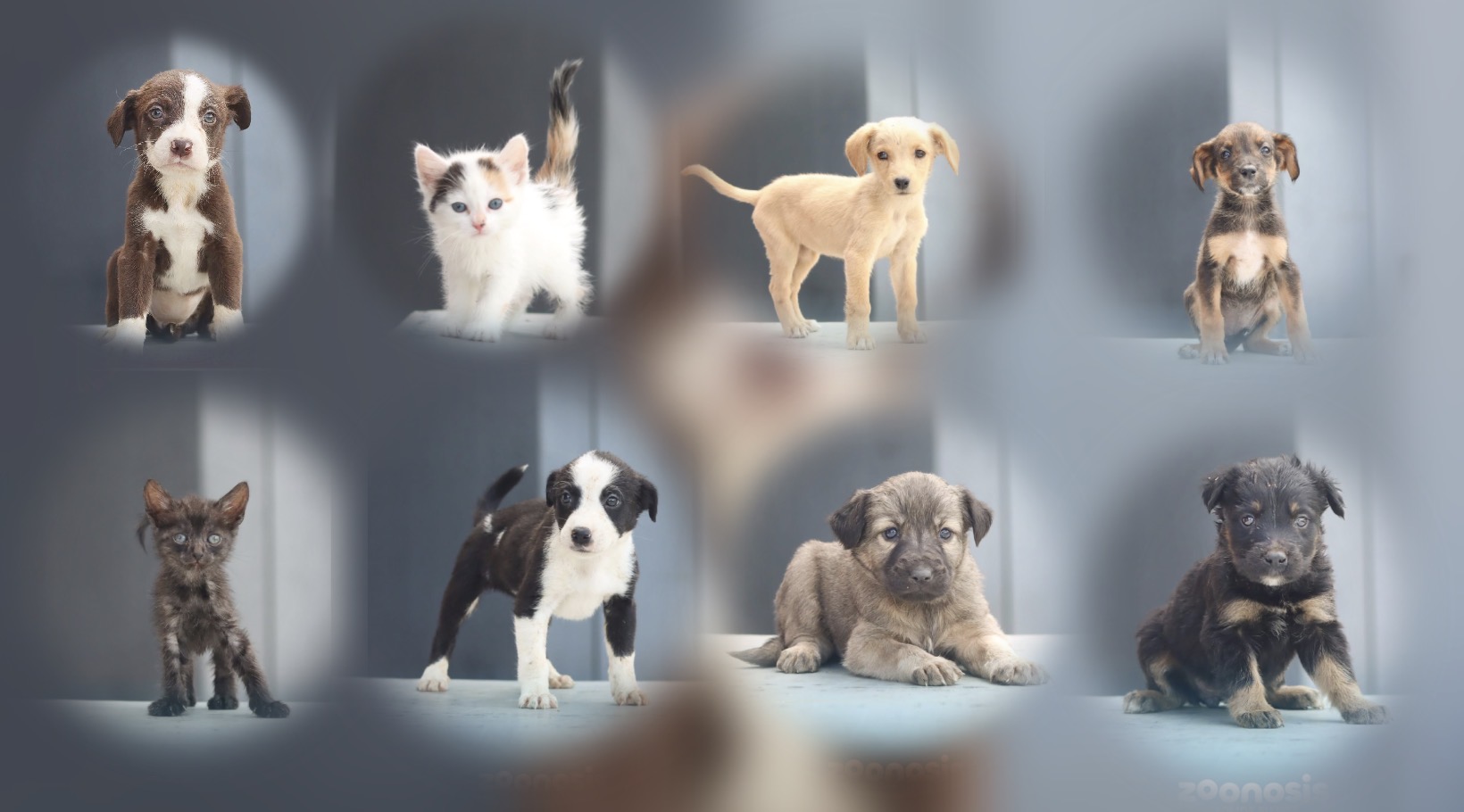 Más de 15 animalitos buscan un hogar en la jornada de adopción de Zoonosis
