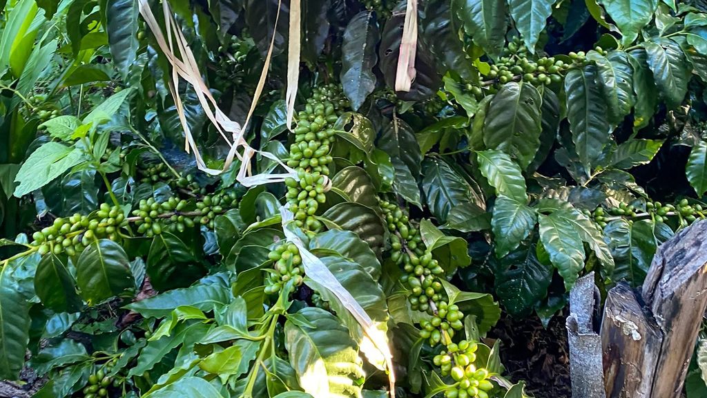 Cultivos de café de los Yungas de La Paz.