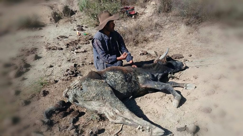 Un comunario intenta poner en pie a una res debilitada por la falta de agua en Pasorapa, donde la intensa sequía golpea severamente al sector ganadero.