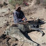 Un comunario intenta poner en pie a una res debilitada por la falta de agua en Pasorapa, donde la intensa sequía golpea severamente al sector ganadero.